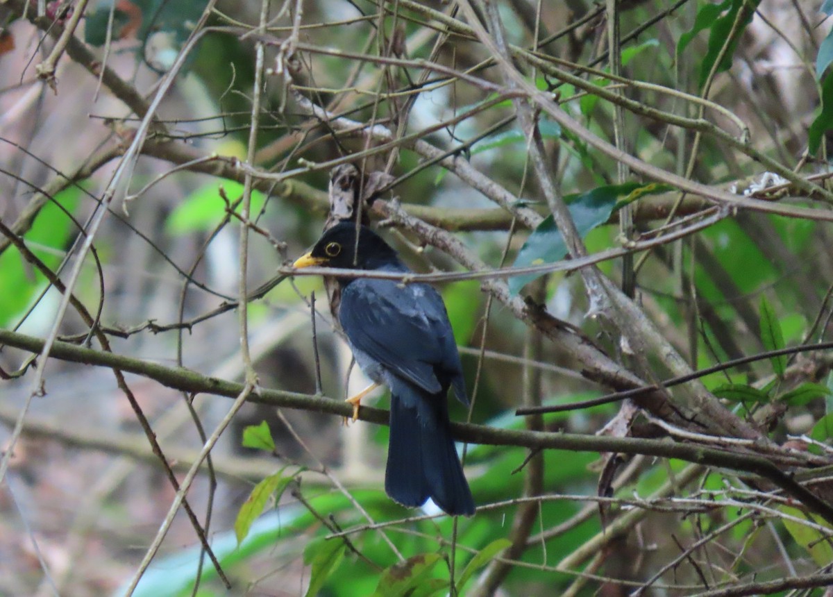 Black-hooded Thrush - ML635246108