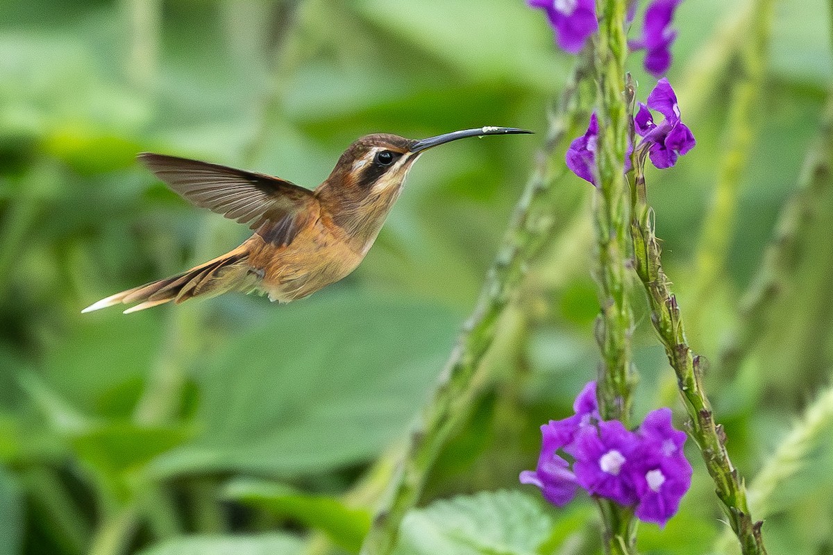 Stripe-throated Hermit - ML635246112
