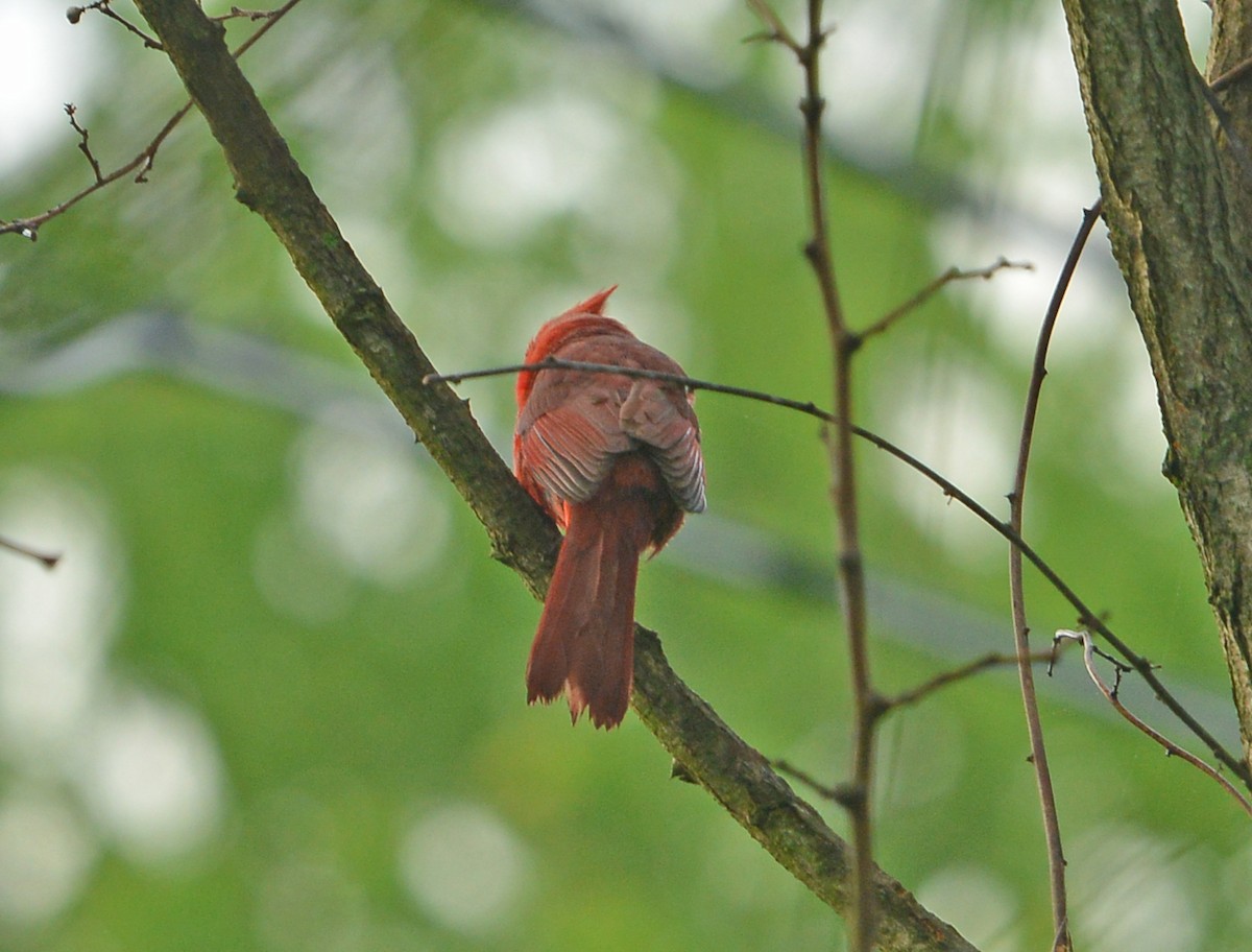 Northern Cardinal - ML635246130