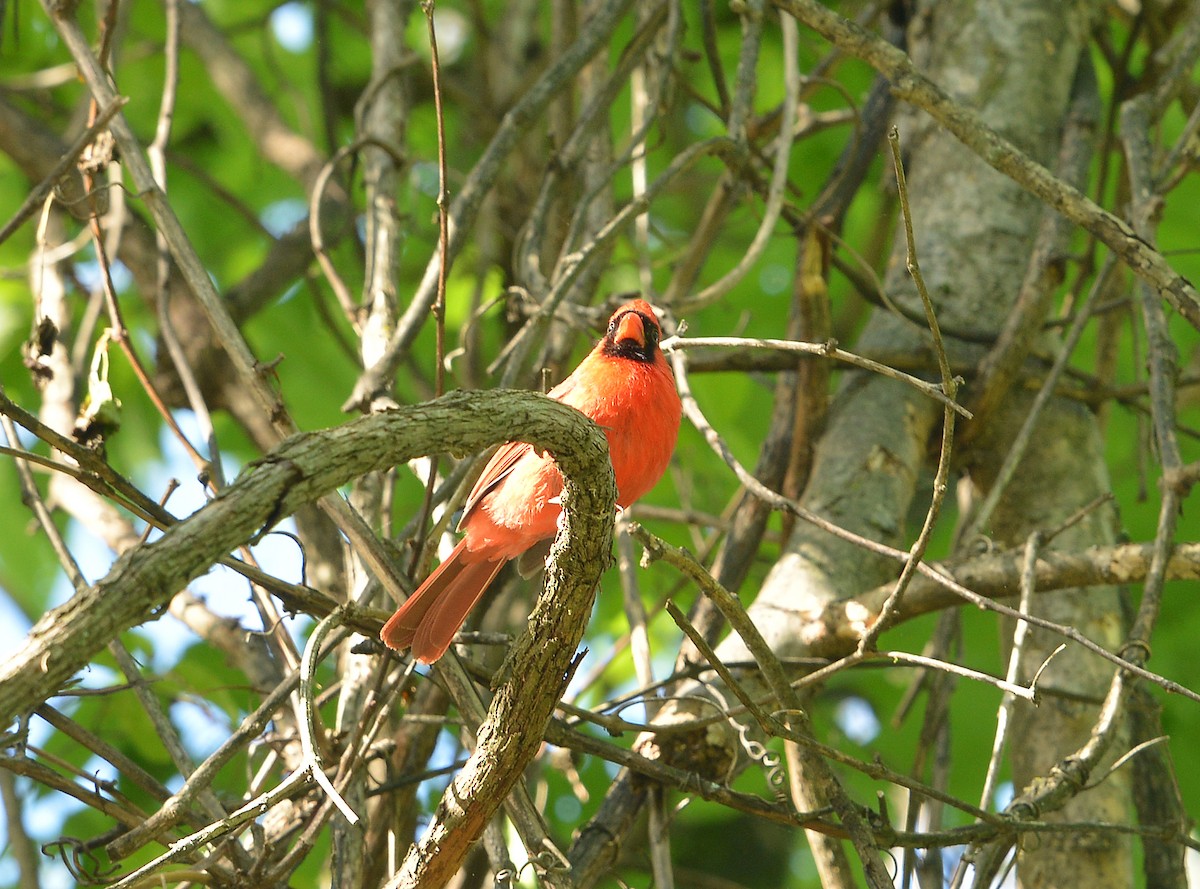 Northern Cardinal - ML635246178