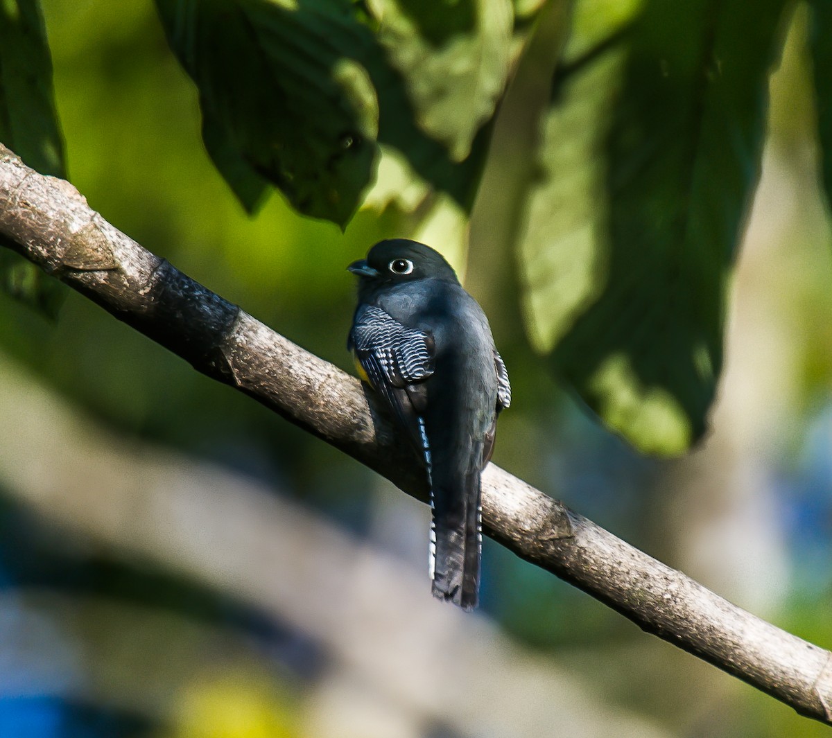 Gartered Trogon - ML635246220