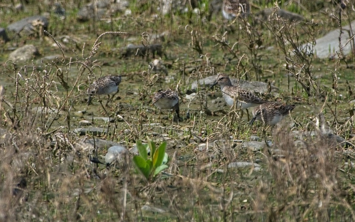 Least Sandpiper - ML635246244