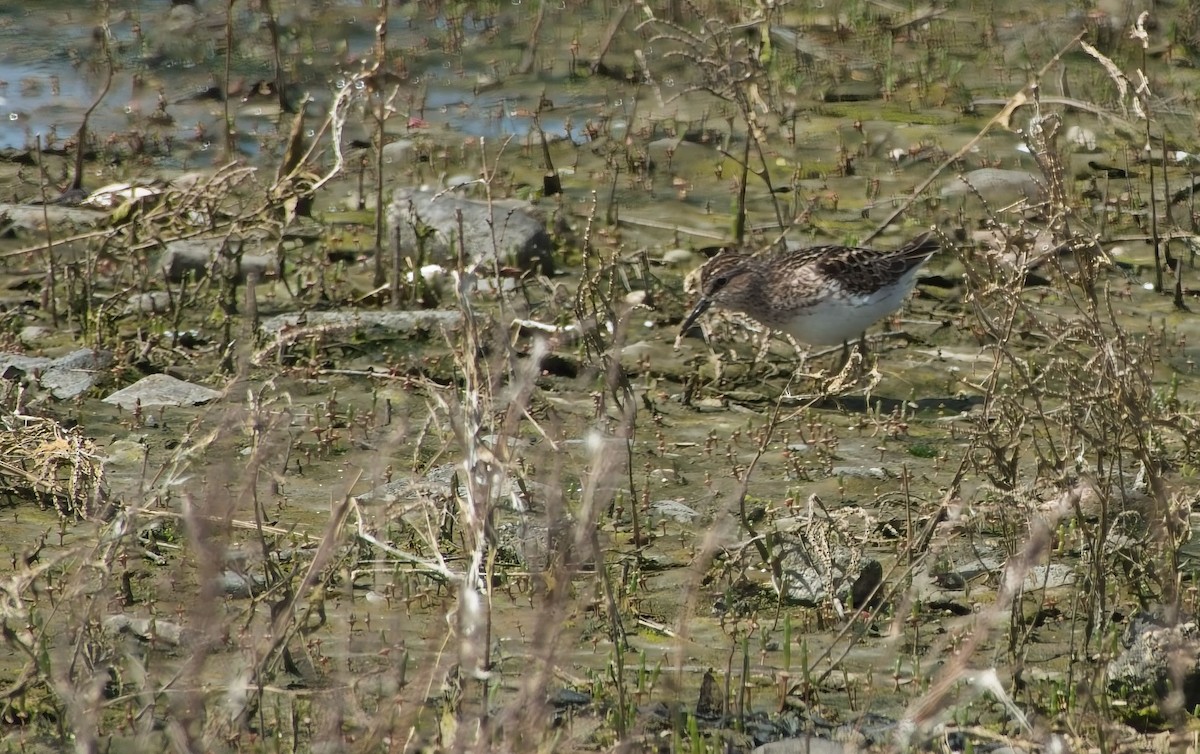 Least Sandpiper - ML635246258
