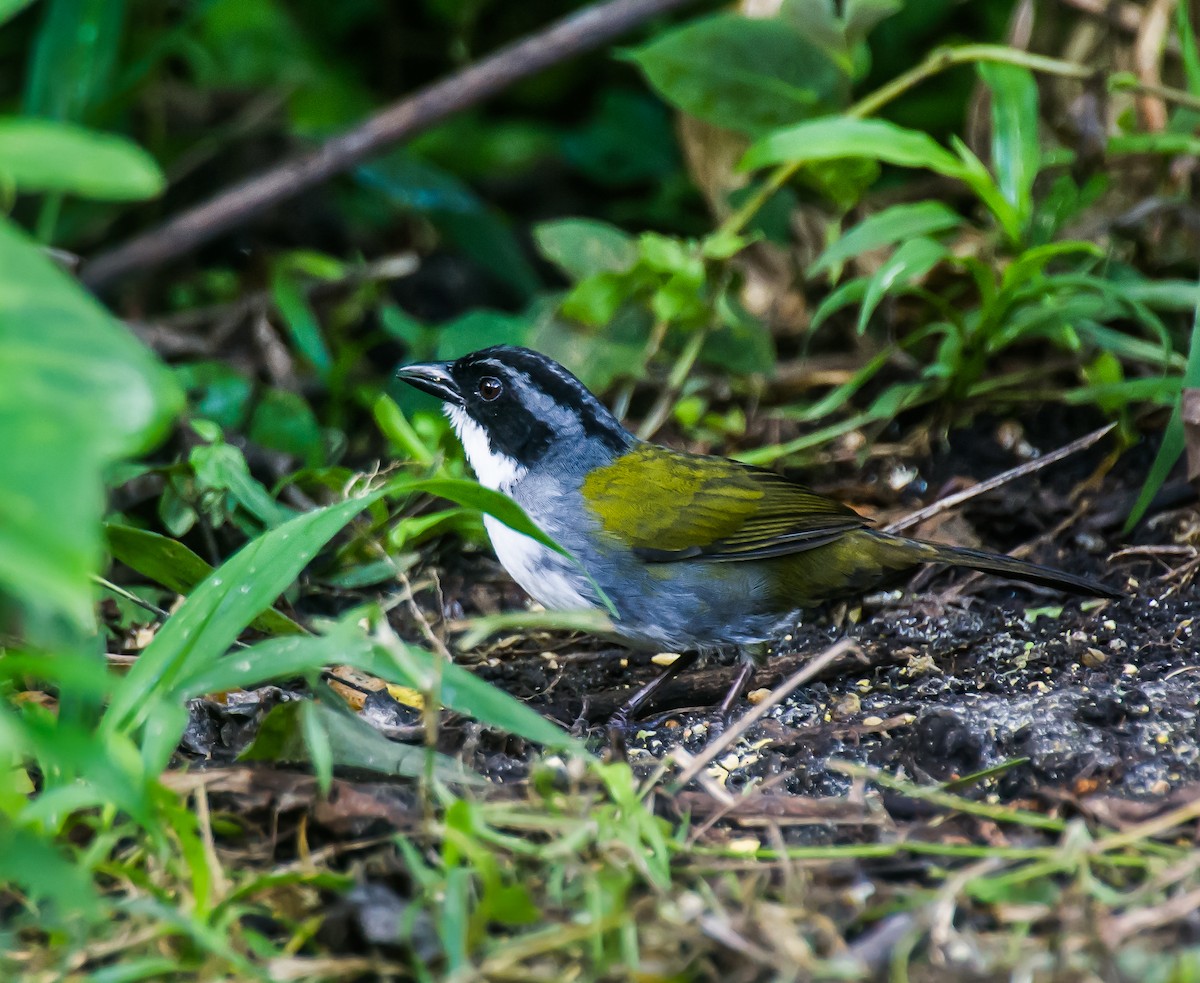 Costa Rican Brushfinch - ML635246281