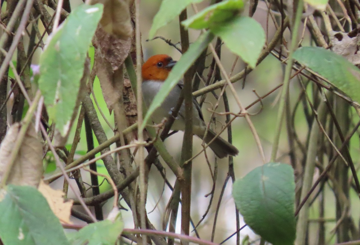Fulvous-headed Tanager - ML635246282