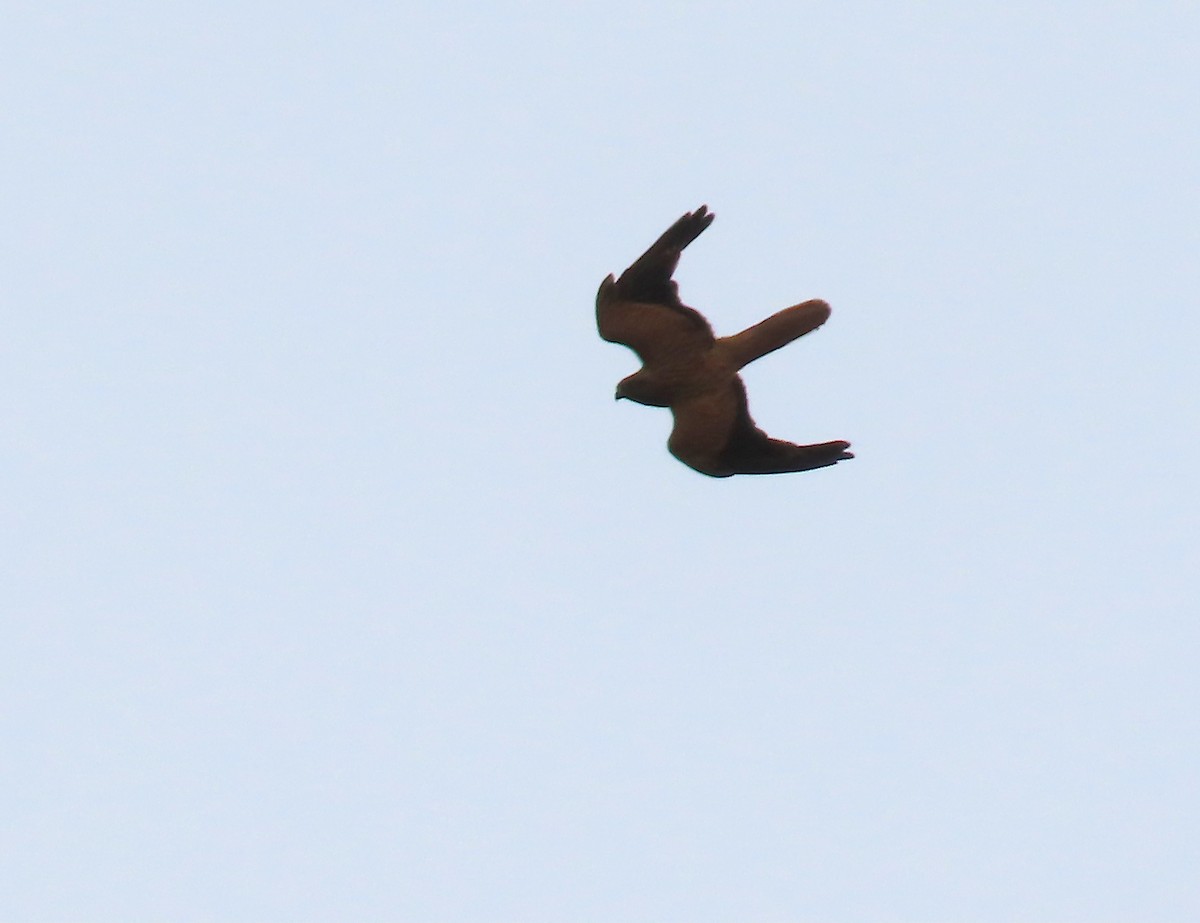 Fox Kestrel - ML635246349