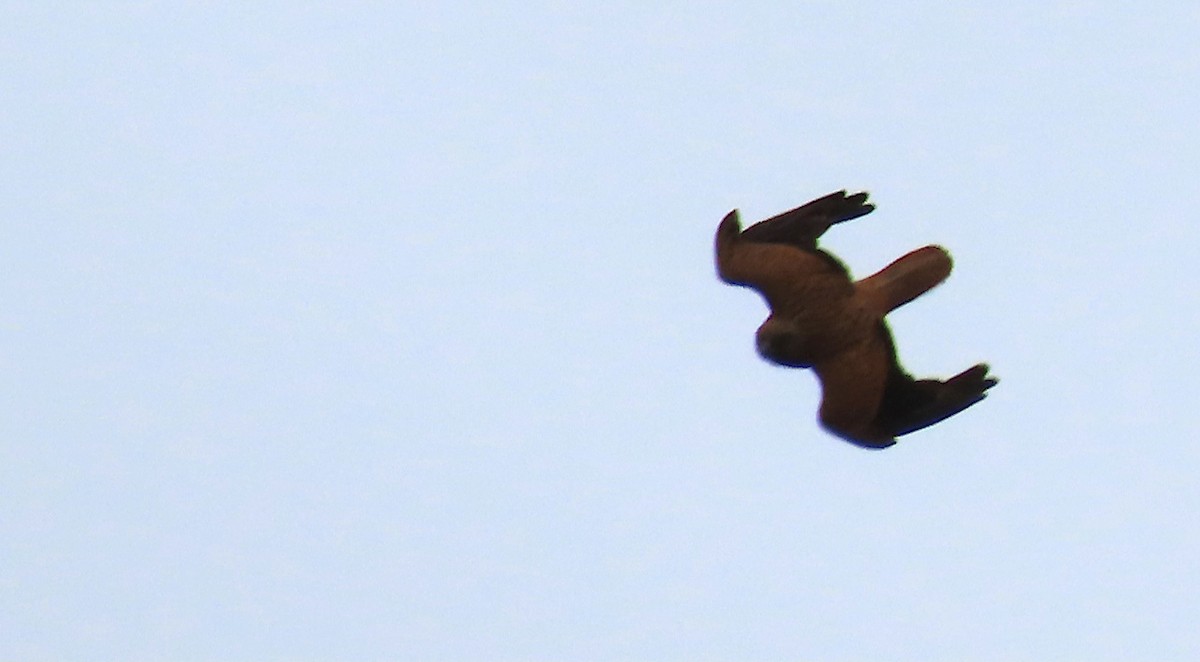 Fox Kestrel - ML635246387
