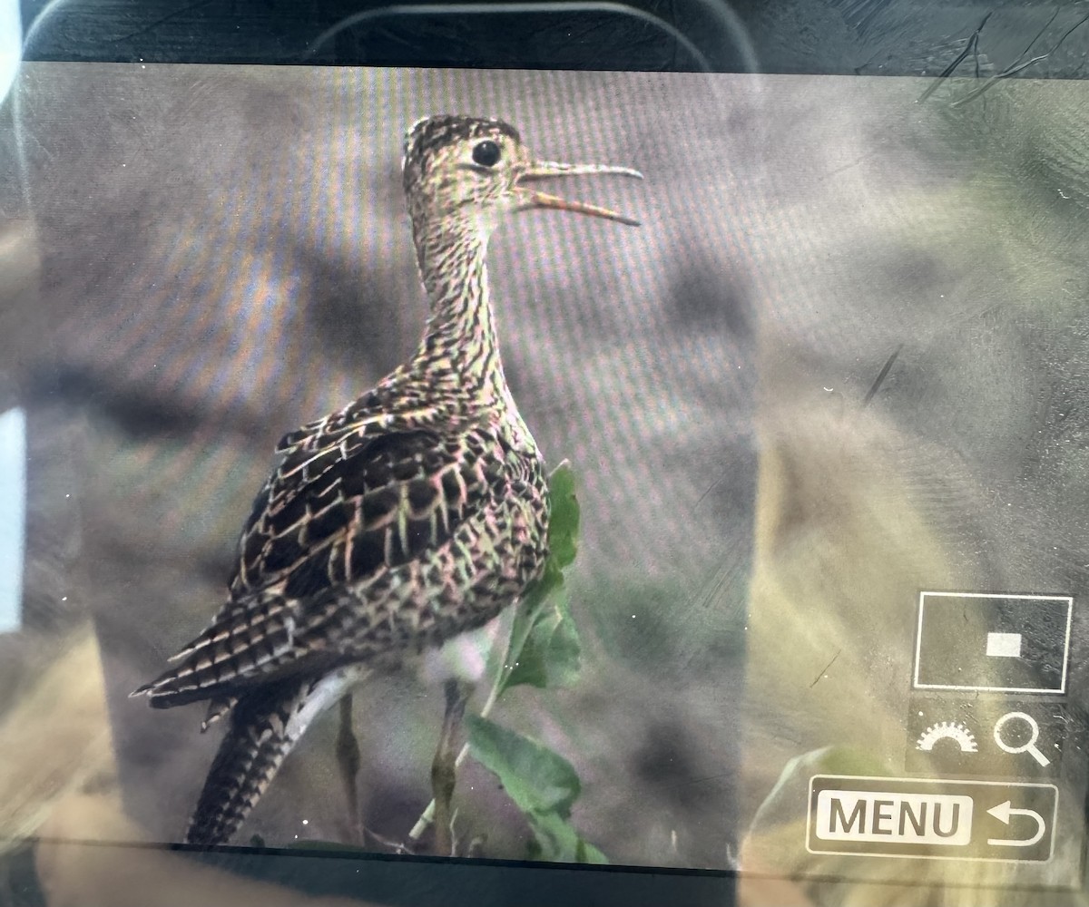 bartramie dlouhoocasá - ML635246392