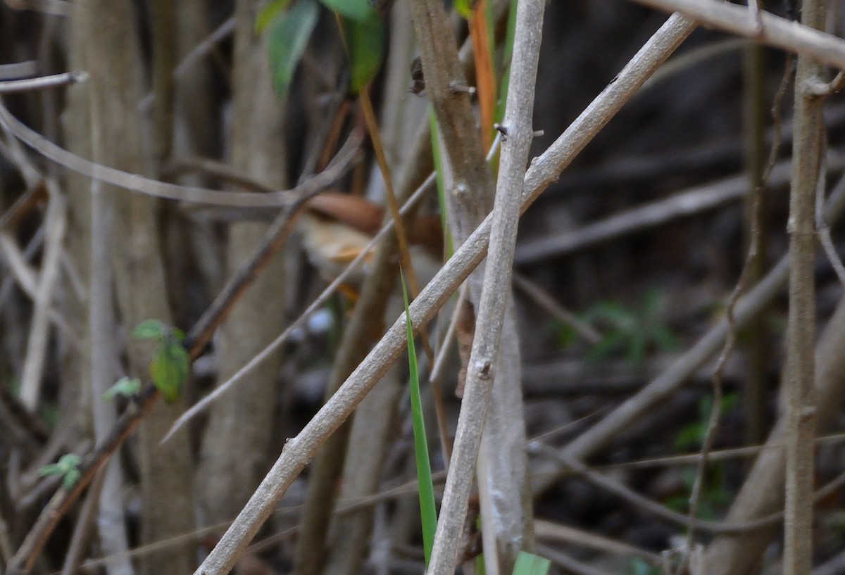 Yellow-eyed Babbler - ML635246398