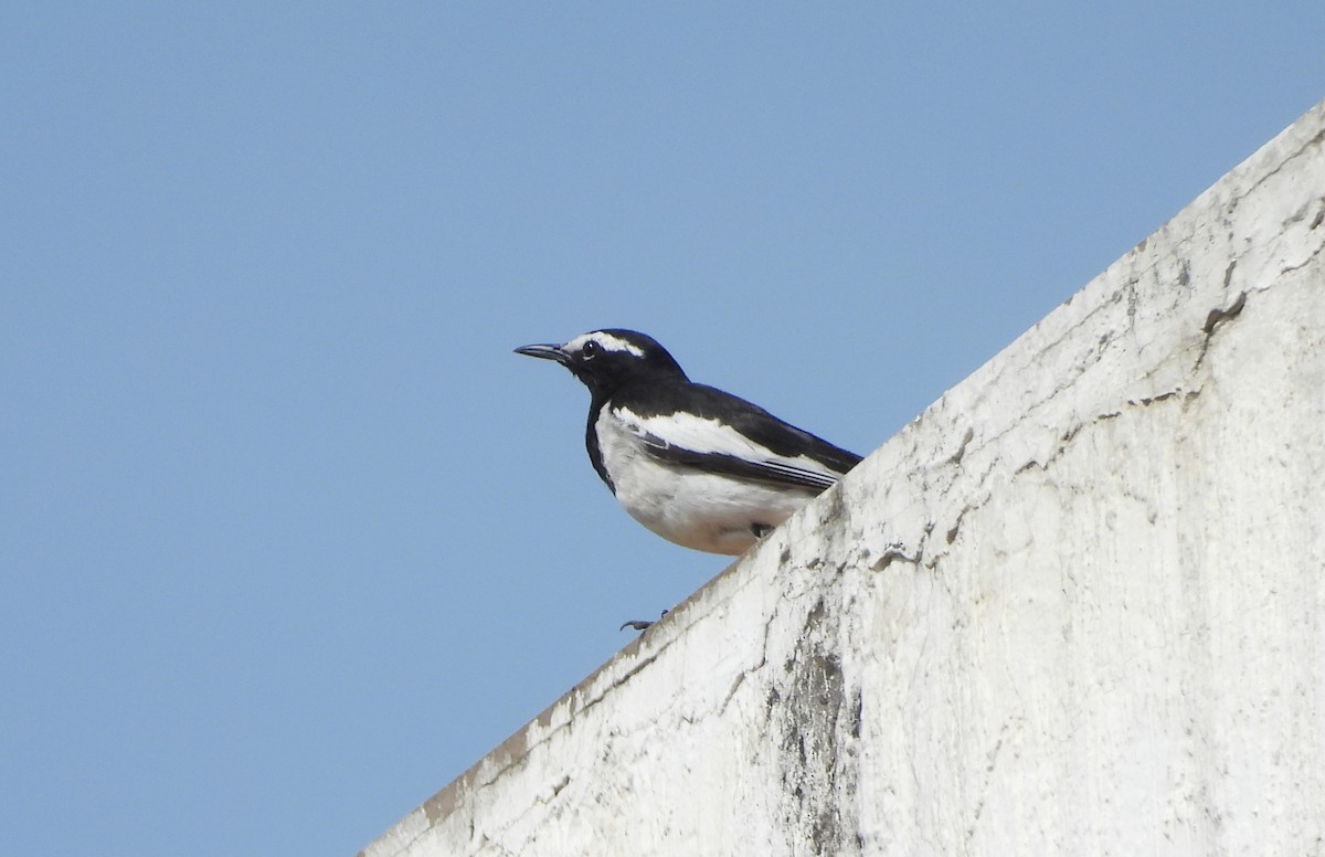 White-browed Wagtail - ML635246431