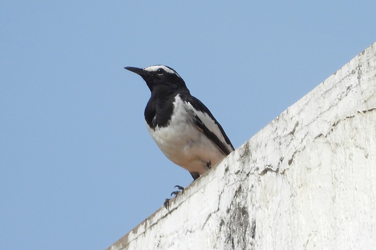 White-browed Wagtail - ML635246432