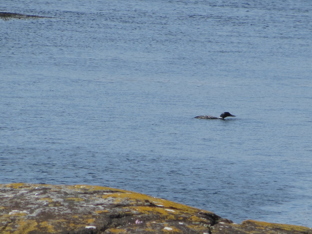 Common Loon - ML635246459