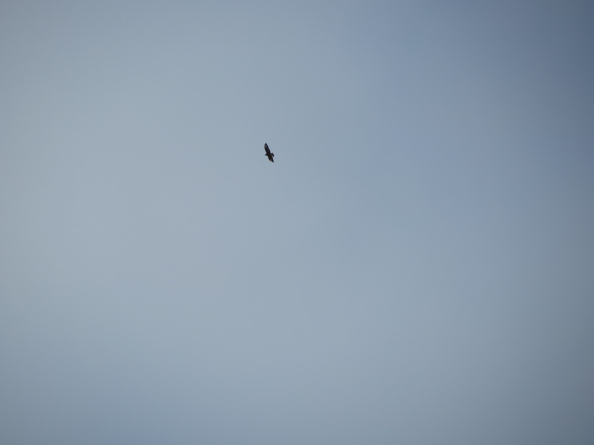 Common Buzzard (Western) - ML635246477