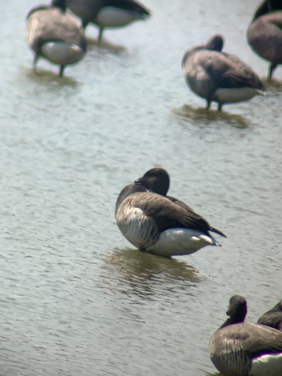 Brant (Atlantic) - ML635246541