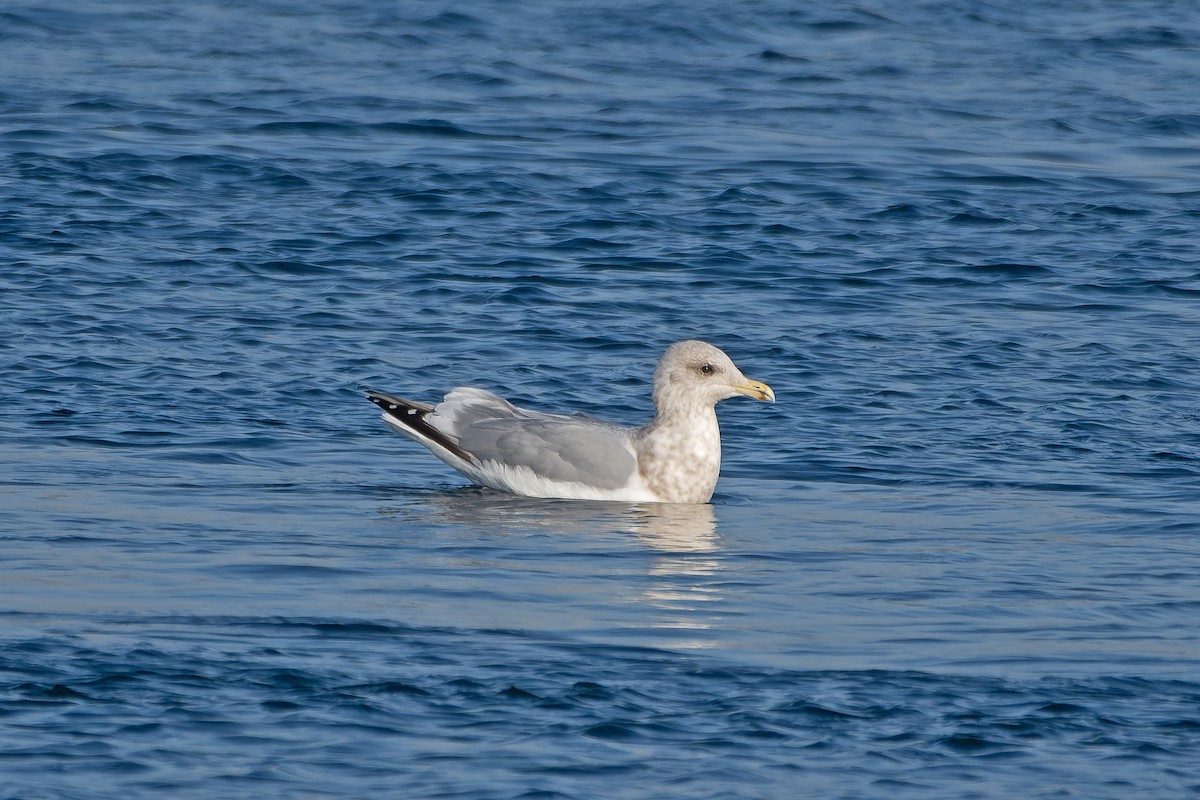 Iceland Gull (Thayer's) - ML635246563