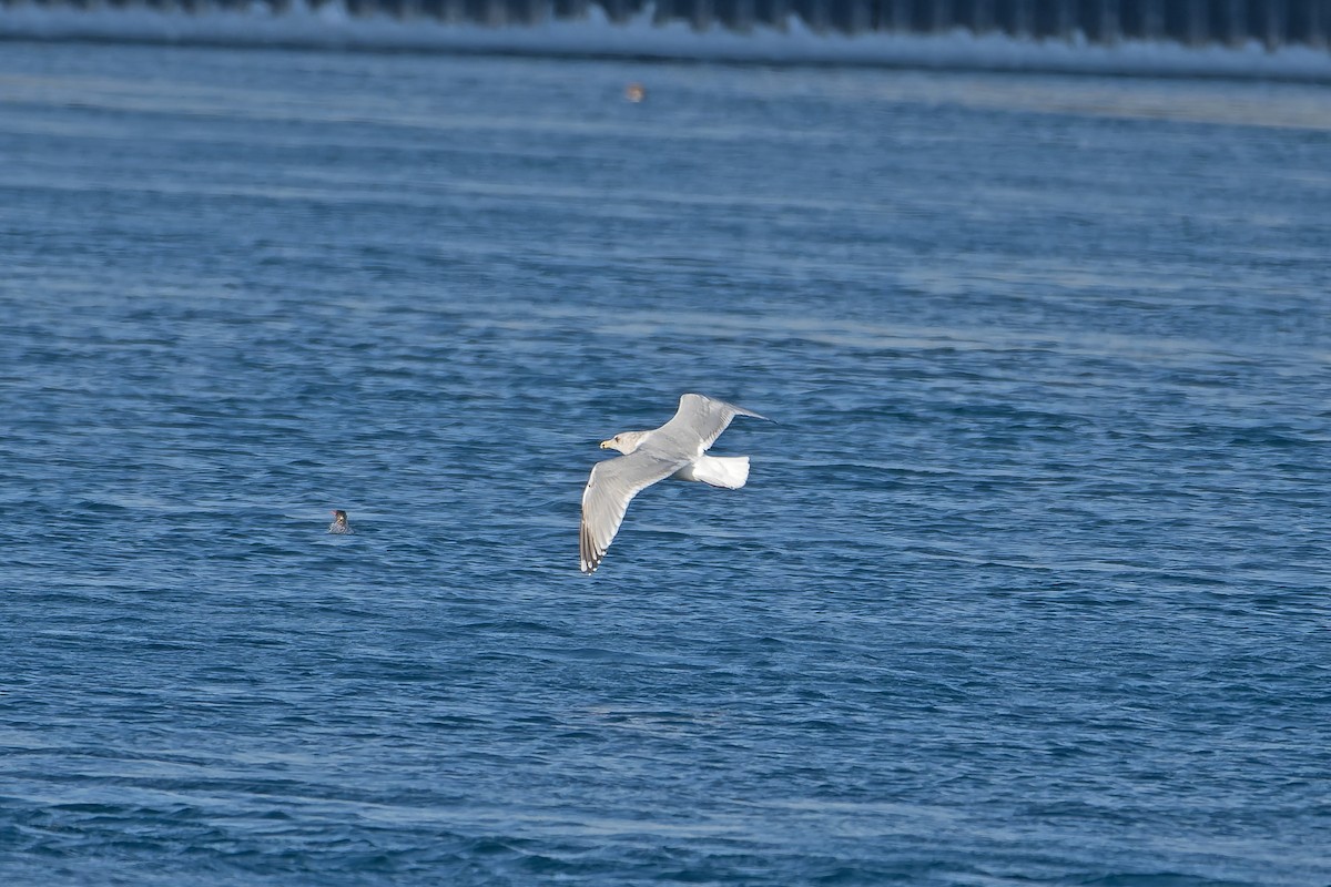 Iceland Gull (Thayer's) - ML635246572
