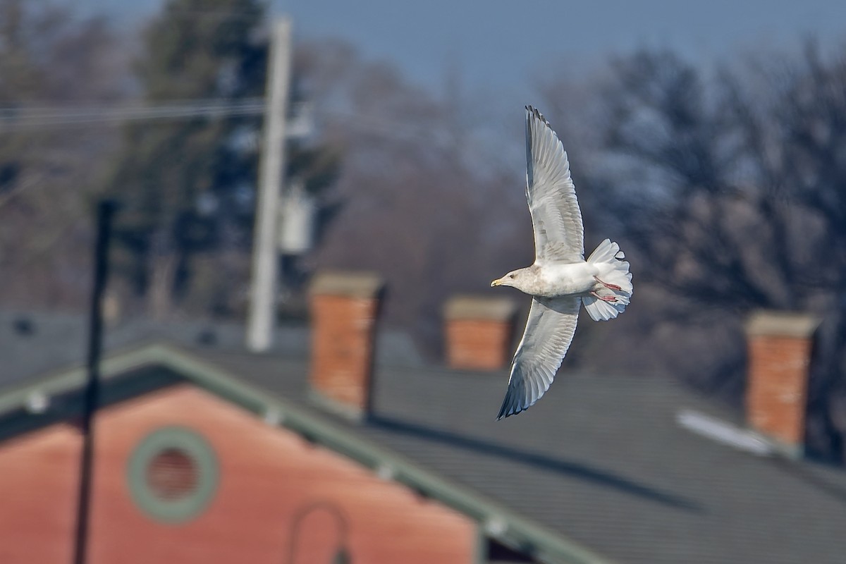Iceland Gull (Thayer's) - ML635246592