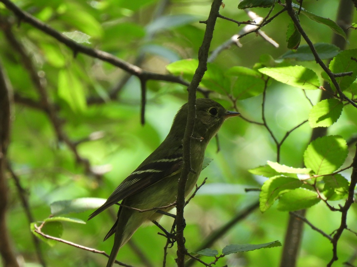 Yellow-bellied Flycatcher - ML635246593