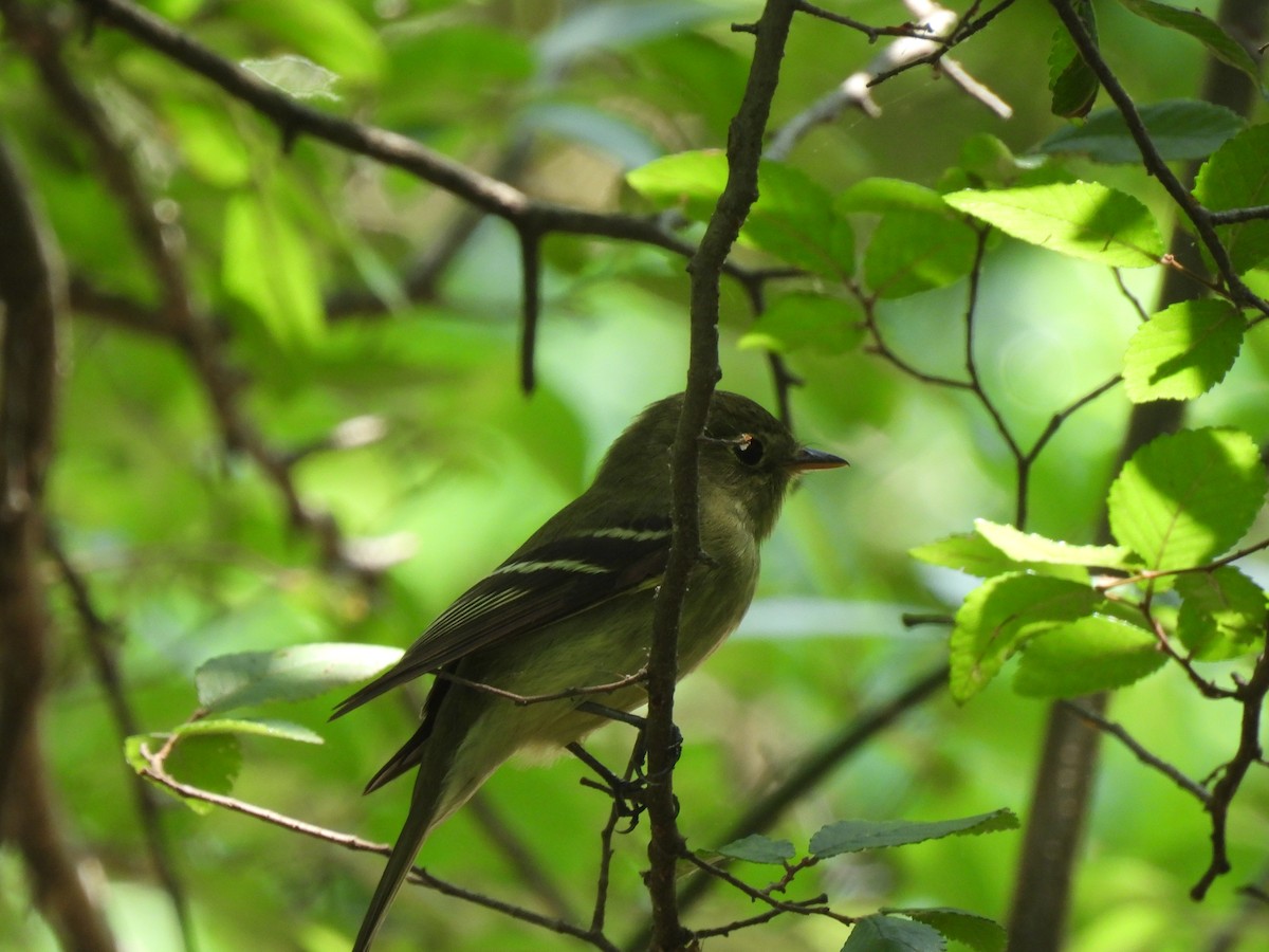 Yellow-bellied Flycatcher - ML635246660