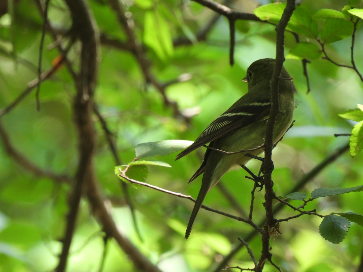 Yellow-bellied Flycatcher - ML635246670