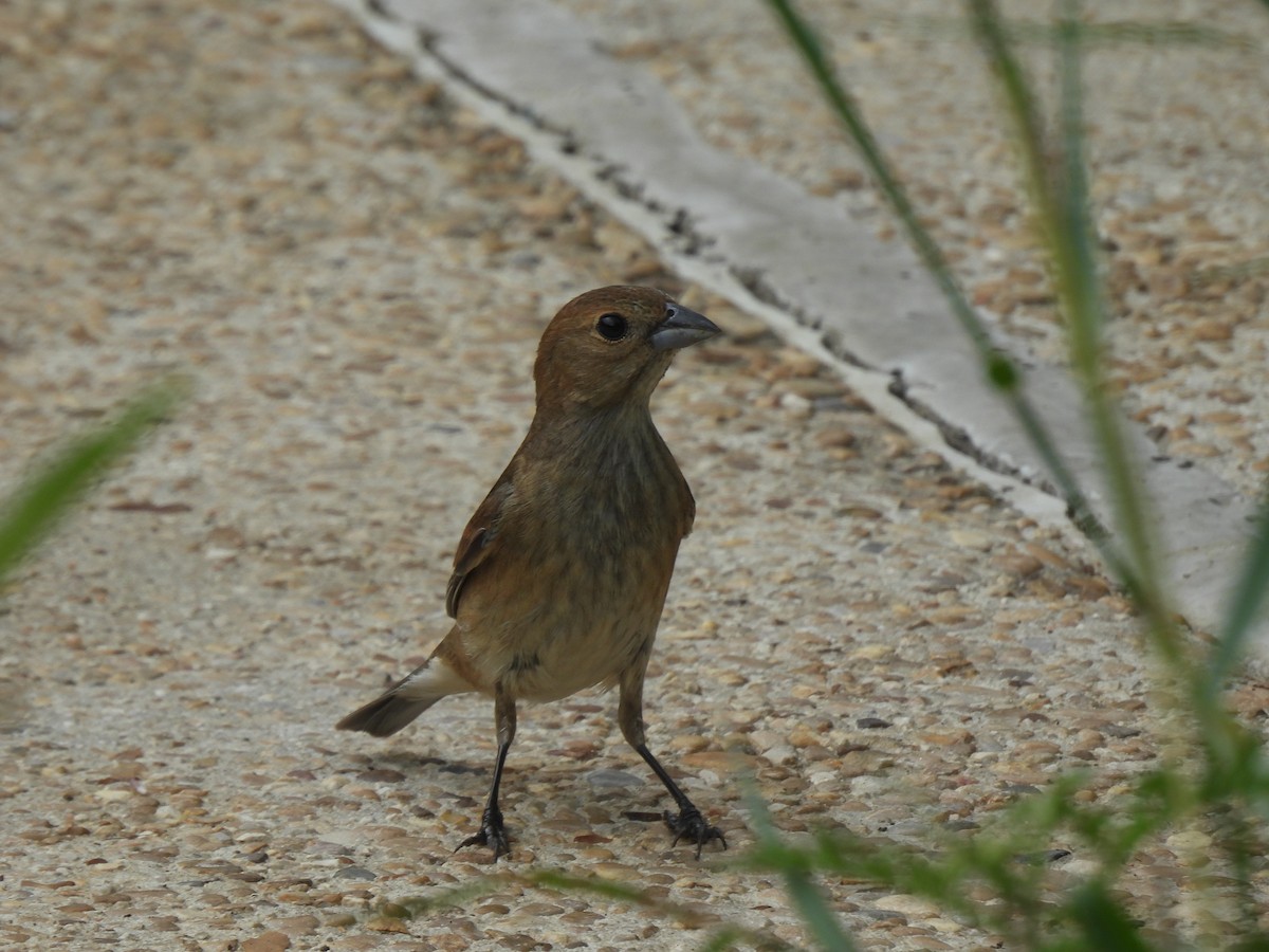 Indigo Bunting - ML635246699