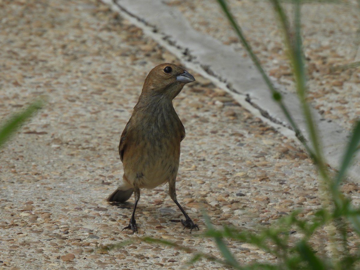 Indigo Bunting - ML635246725