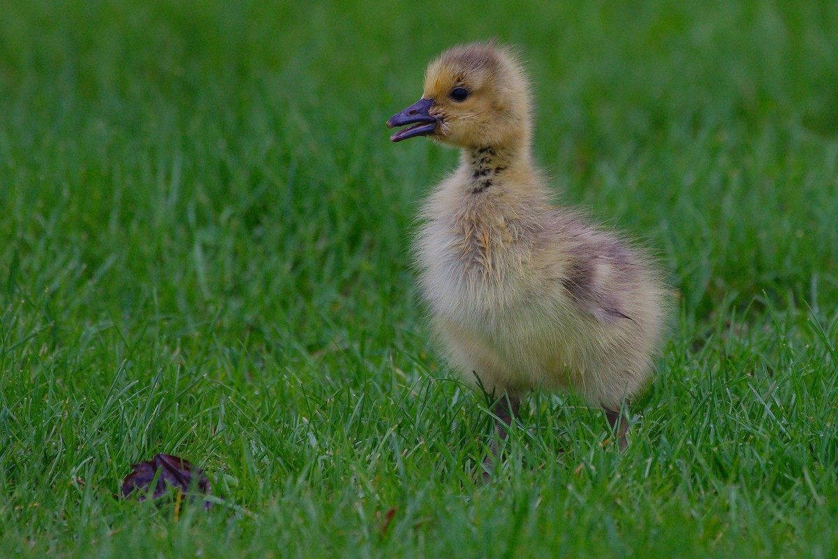 Branta kanadar handia - ML635246817