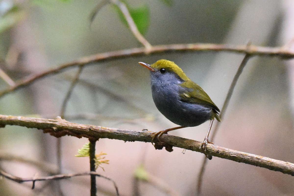 Slaty-bellied Tesia - ML635246856