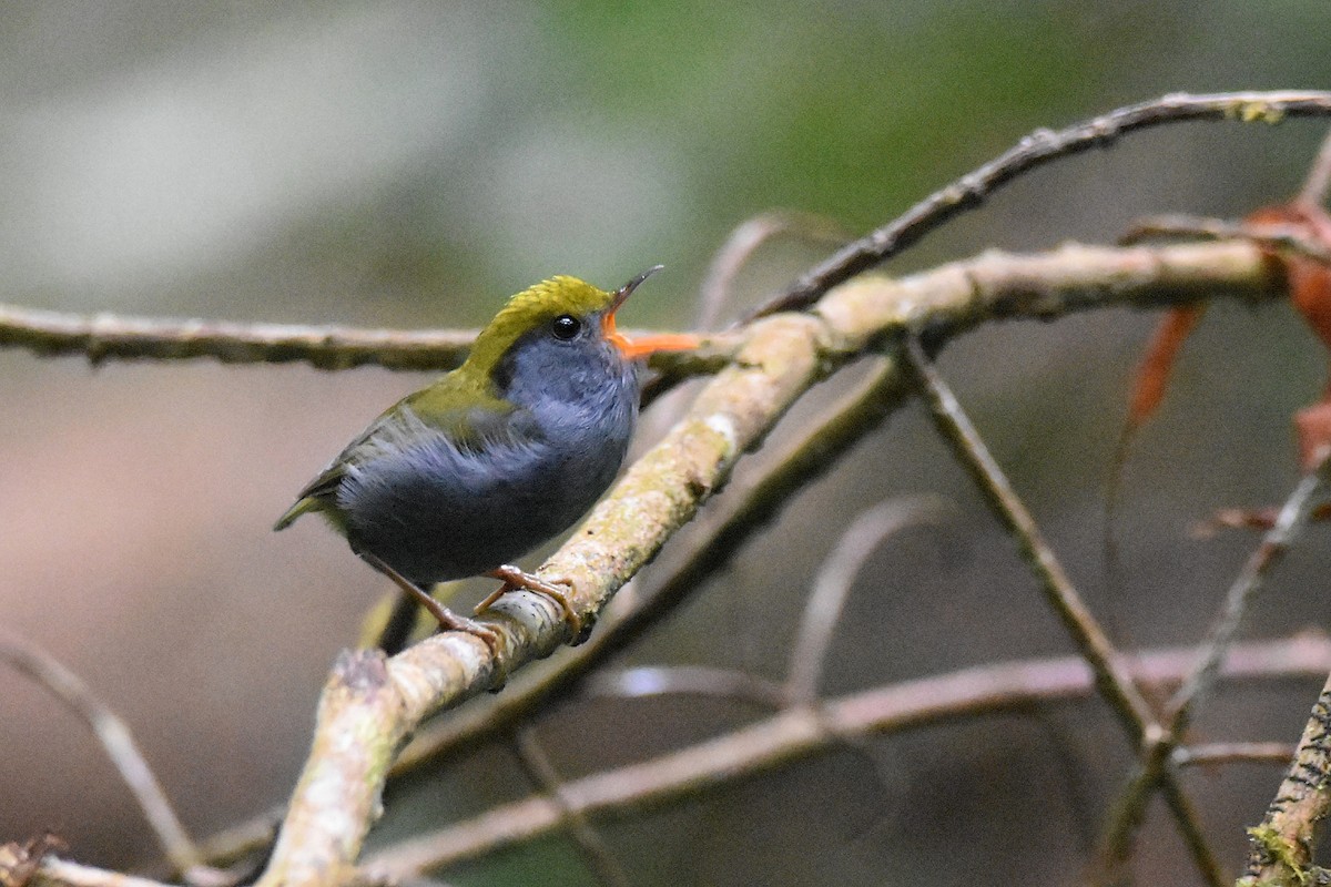 Slaty-bellied Tesia - ML635246857