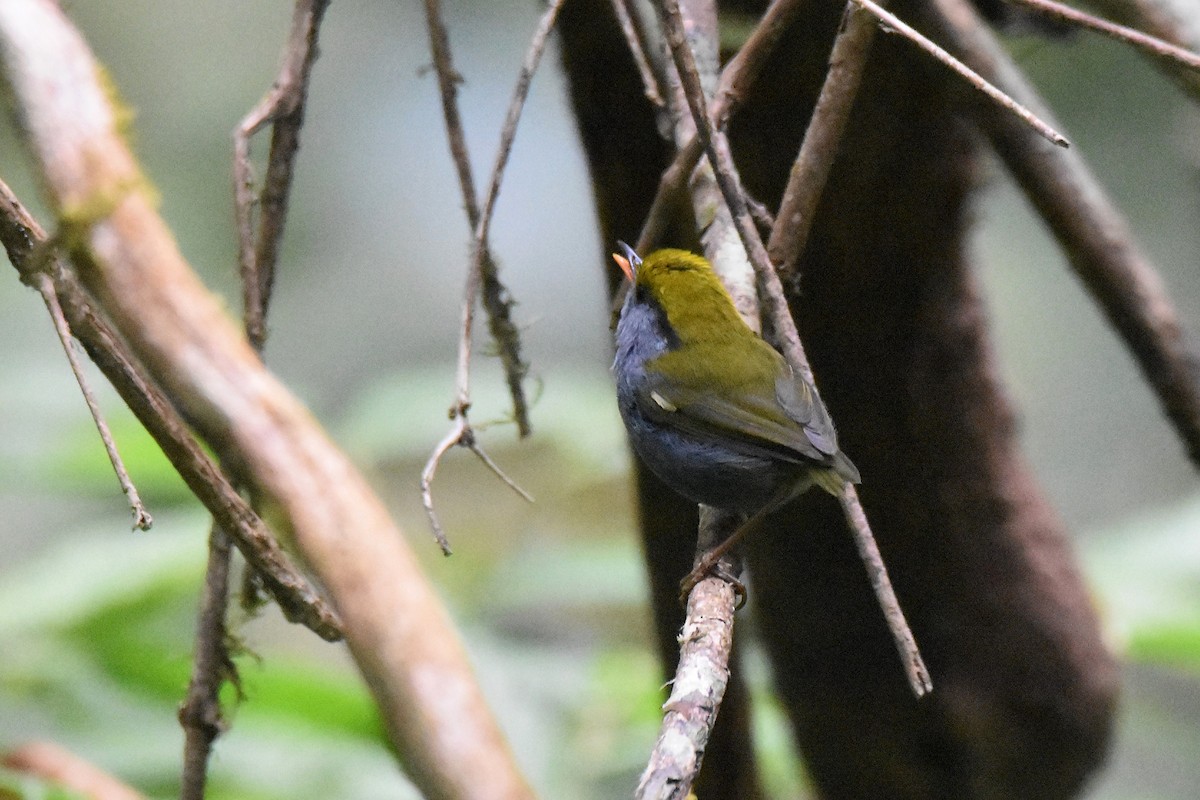 Slaty-bellied Tesia - ML635246860