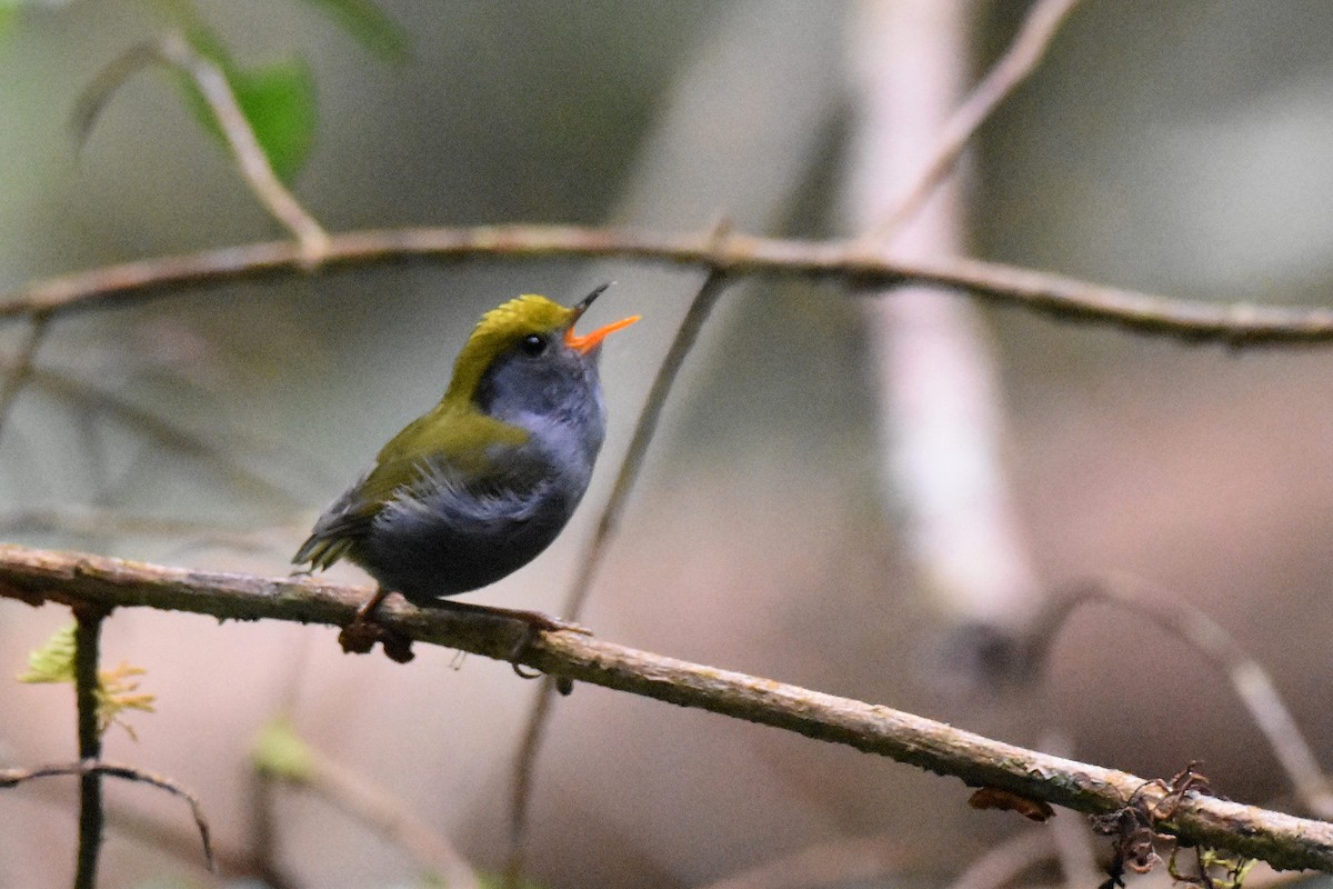 Slaty-bellied Tesia - ML635246861