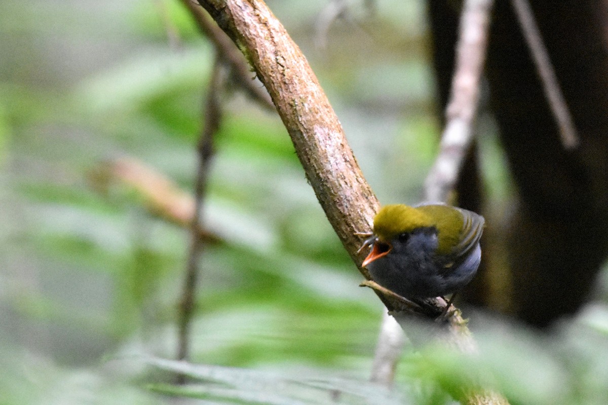 Slaty-bellied Tesia - ML635246862