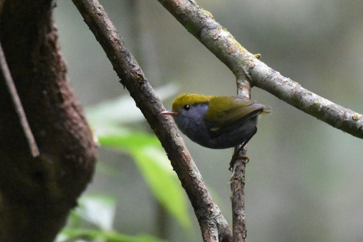 Slaty-bellied Tesia - ML635246863
