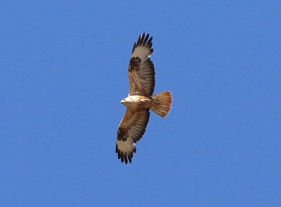 Poiana codabianca (rufinus) - ML635246878