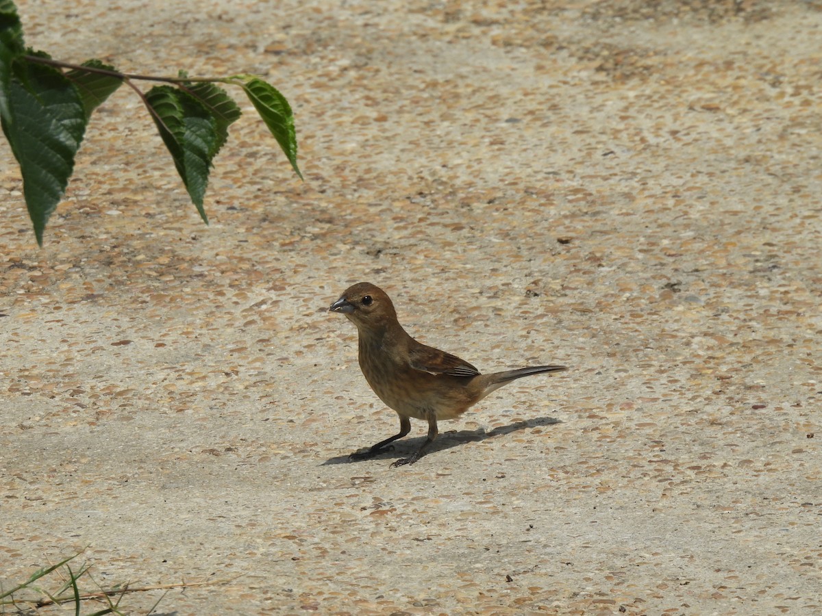 Indigo Bunting - ML635246896