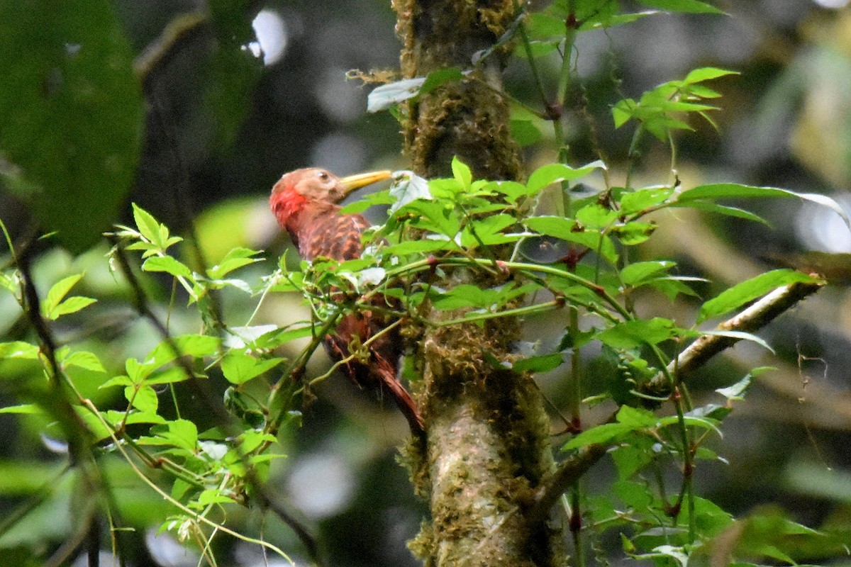 Bay Woodpecker - ML635246905