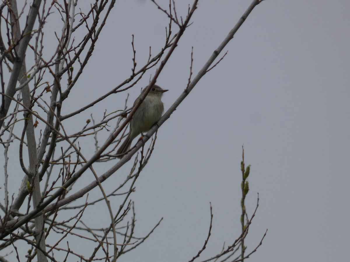 Gray/Dusky Flycatcher - ML635247107