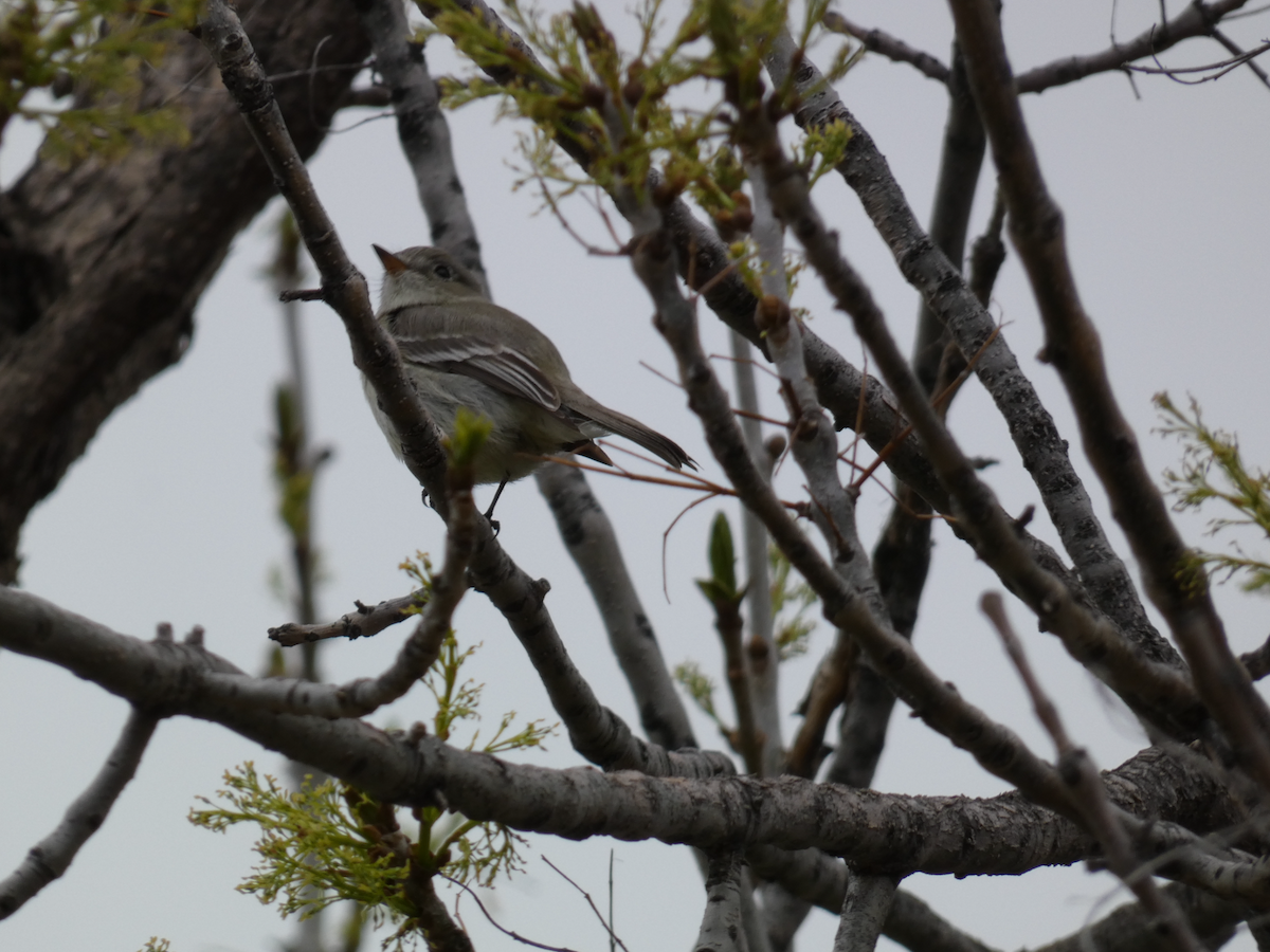 Gray/Dusky Flycatcher - ML635247108