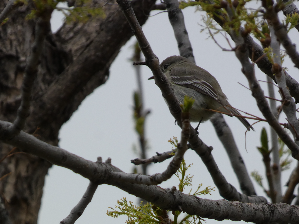 Gray/Dusky Flycatcher - ML635247109