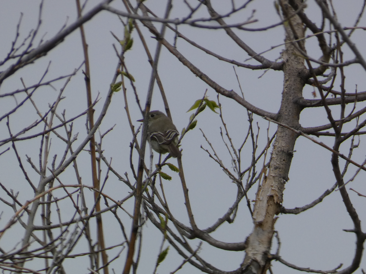 Gray/Dusky Flycatcher - ML635247111