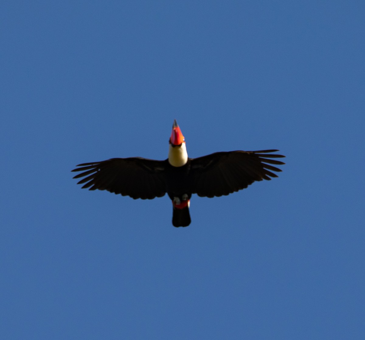 Toco Toucan - ML635247288