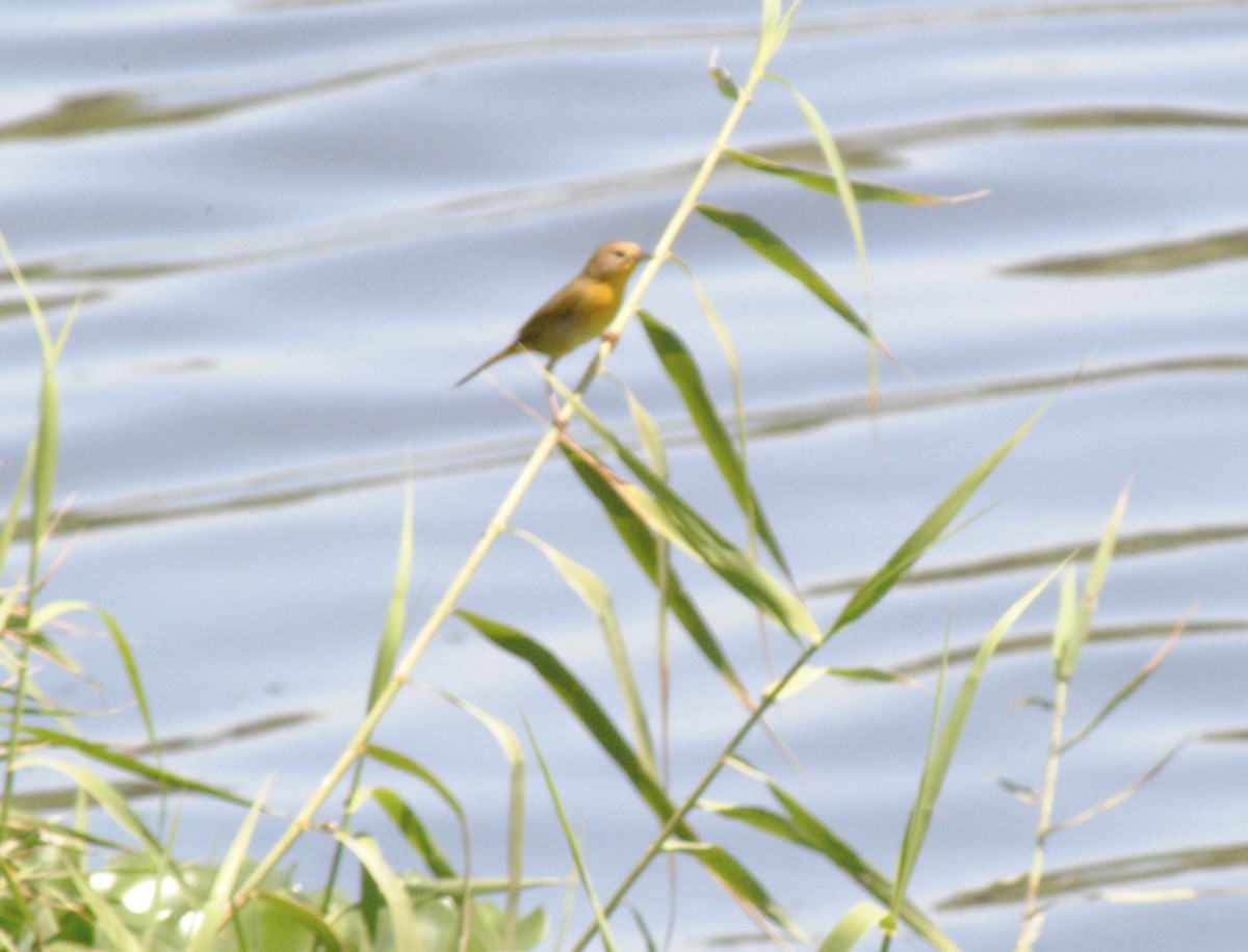 Belding's Yellowthroat - ML635247371