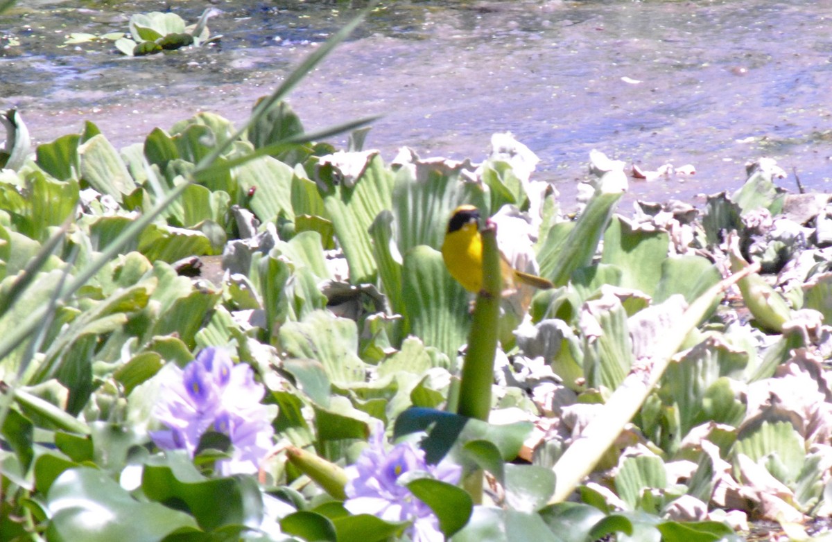 Belding's Yellowthroat - ML635247372
