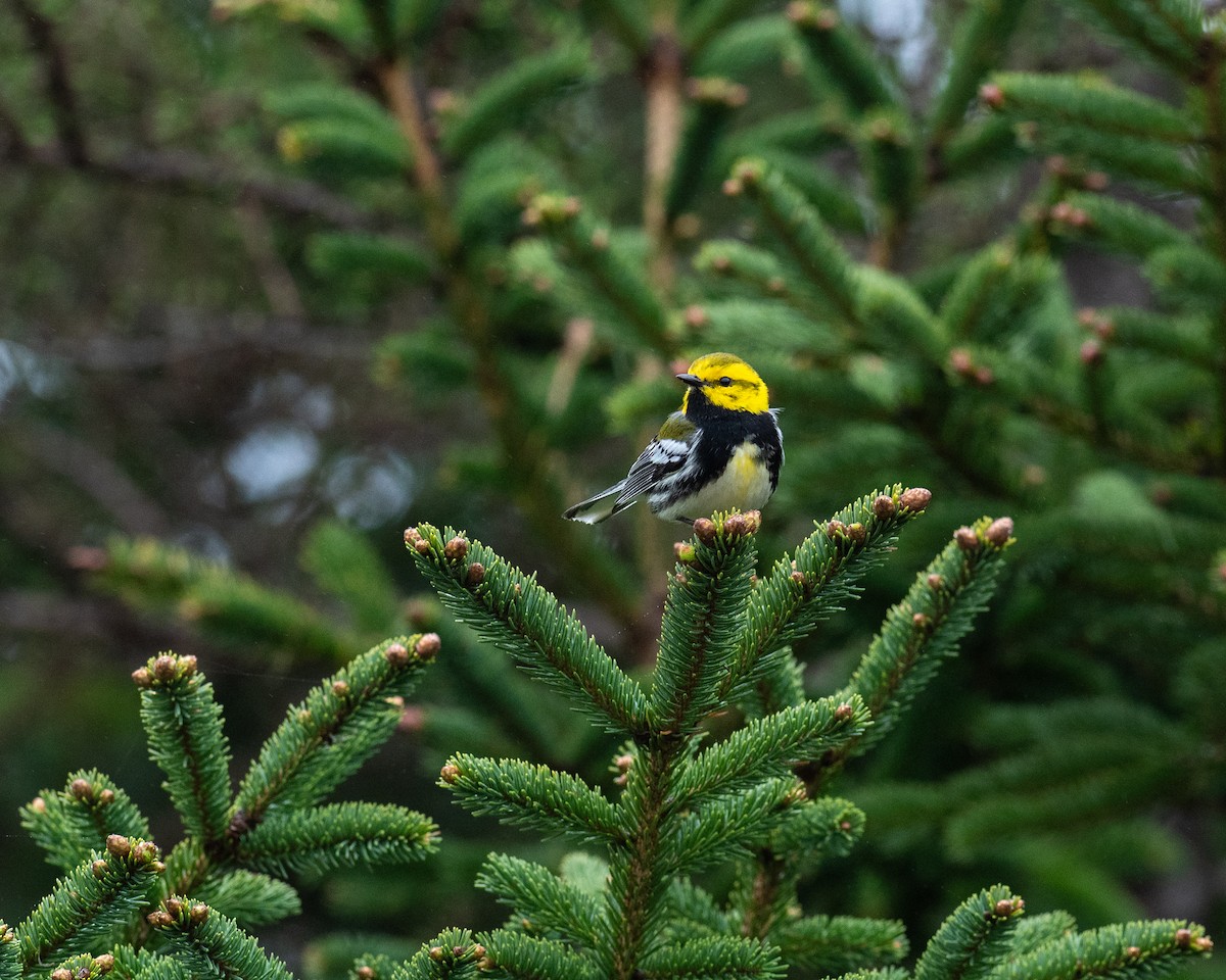 Black-throated Green Warbler - ML635247388