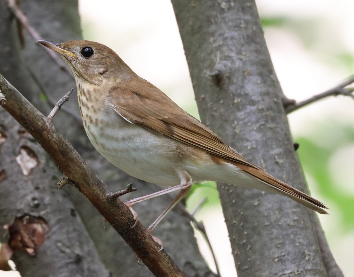 Veery - ML635247441