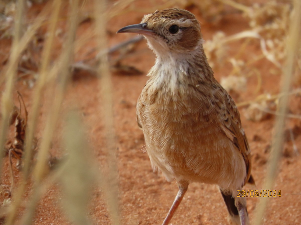 Spike-heeled Lark - ML635247524