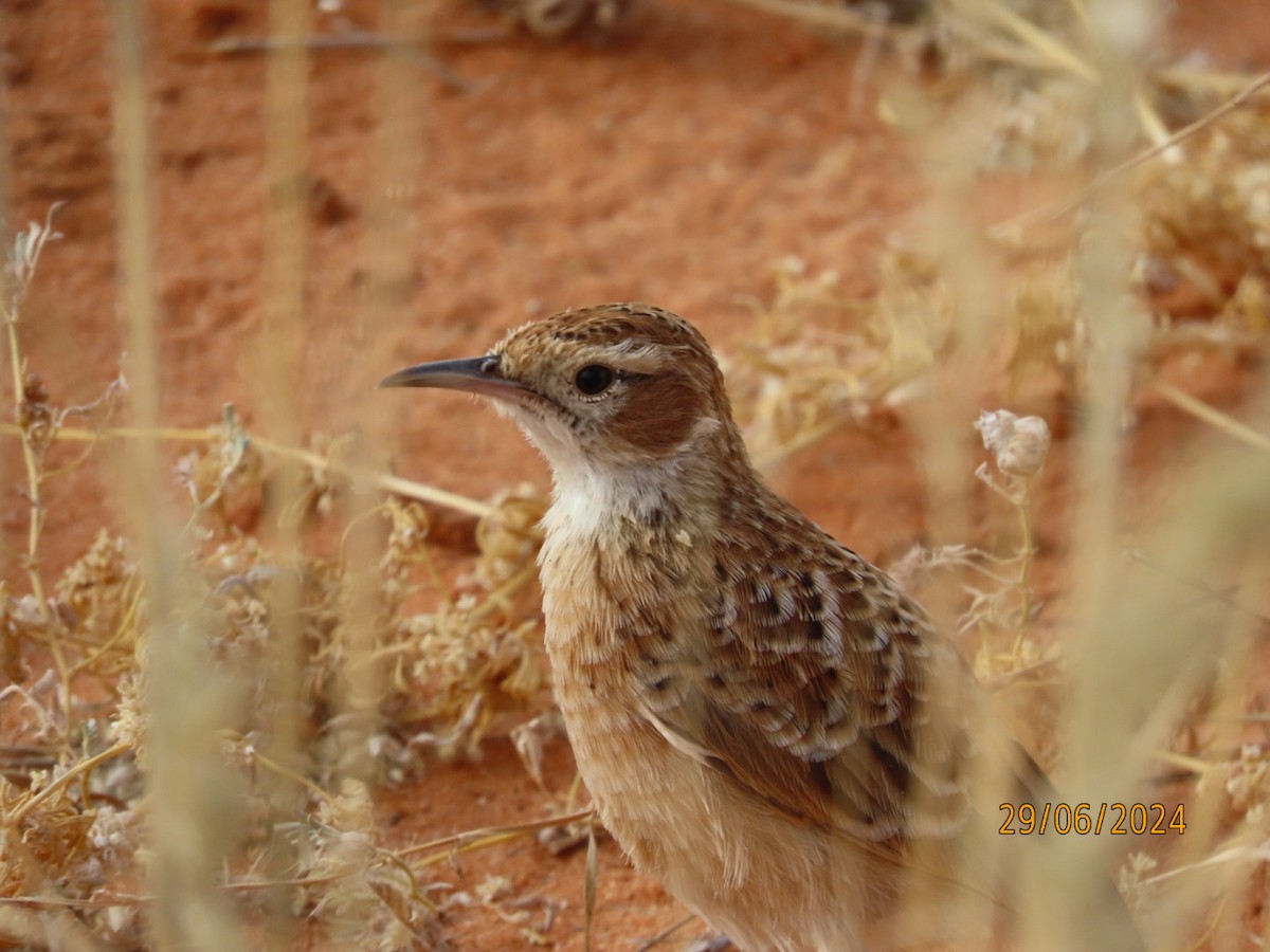 Spike-heeled Lark - ML635247525