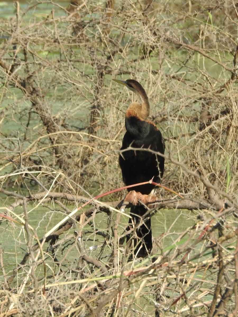 African Darter - ML635247536