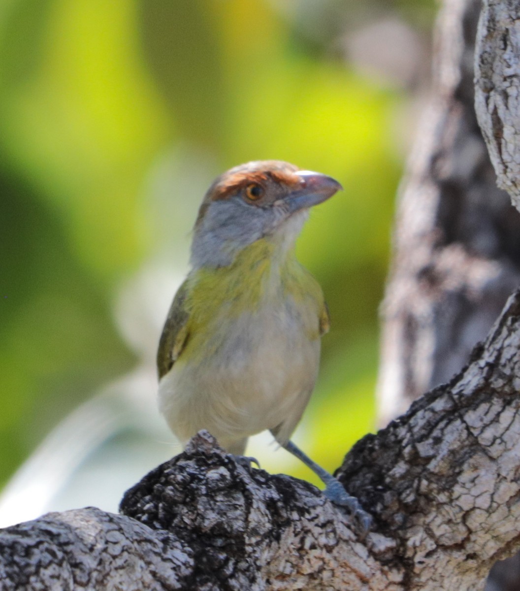 Rufous-browed Peppershrike - ML635247579