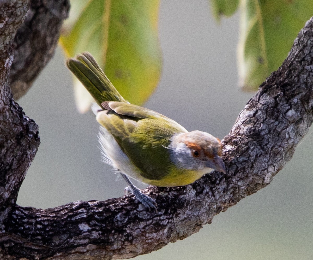 Rufous-browed Peppershrike - ML635247580